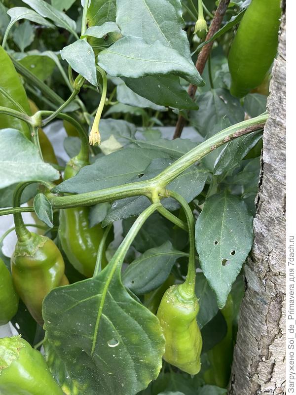 Баккатум КАП