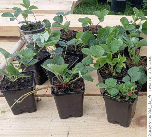 Вот такую рассаду предлагает продавец.