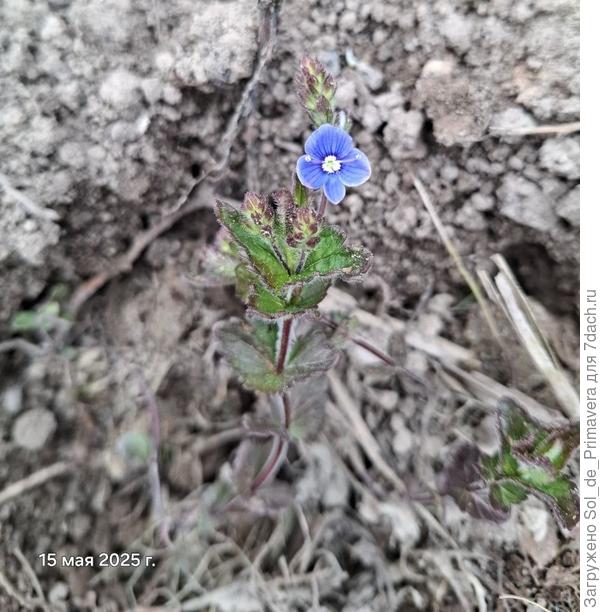 Прошлогодний весенний привет