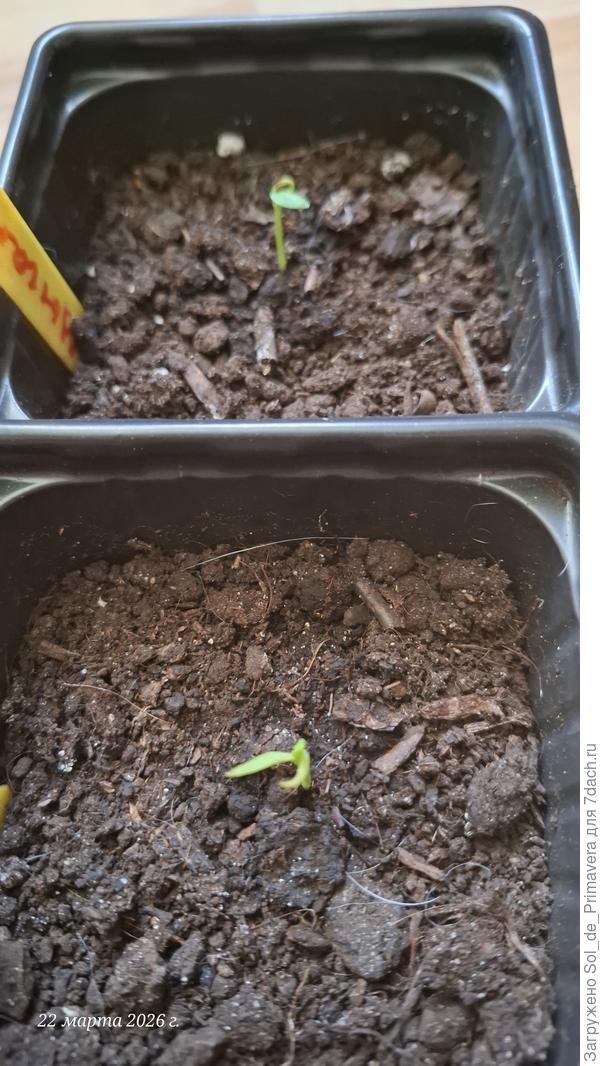 Вот такие задохлики. Посажены 19 февраля, взошли 2 марта и всё, больше расти не хотят.