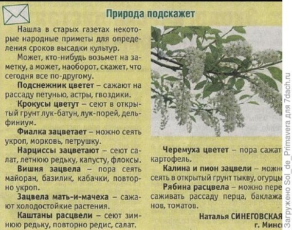 Мать-и-мачеха уже цветёт. А согласно фенологическим наблюдениям, после того, как зацвела красная рябина, возвратных заморозков уже не будет.