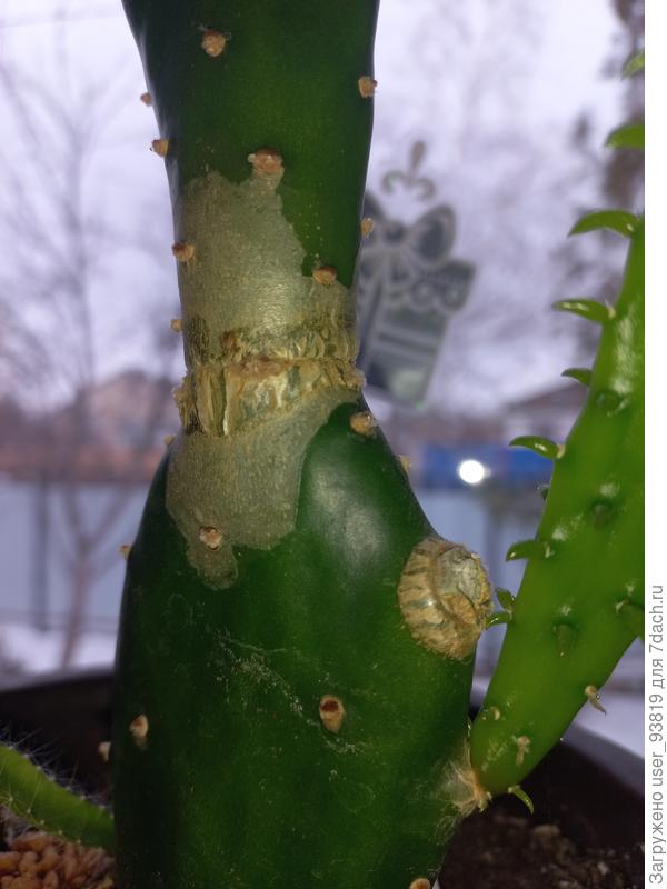 Новый кактус