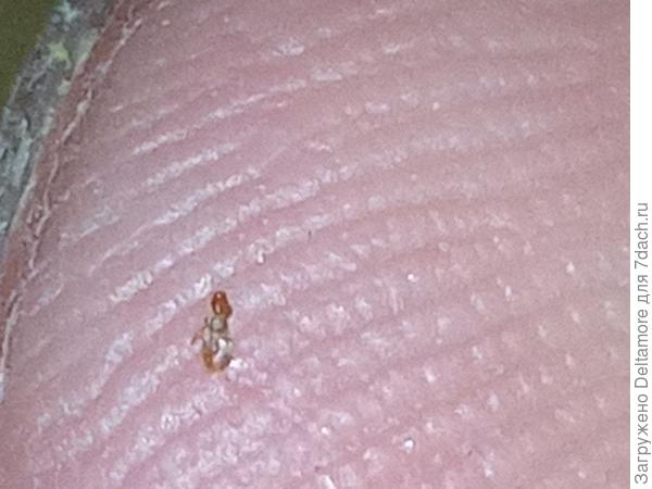 Сравнение с пальцем