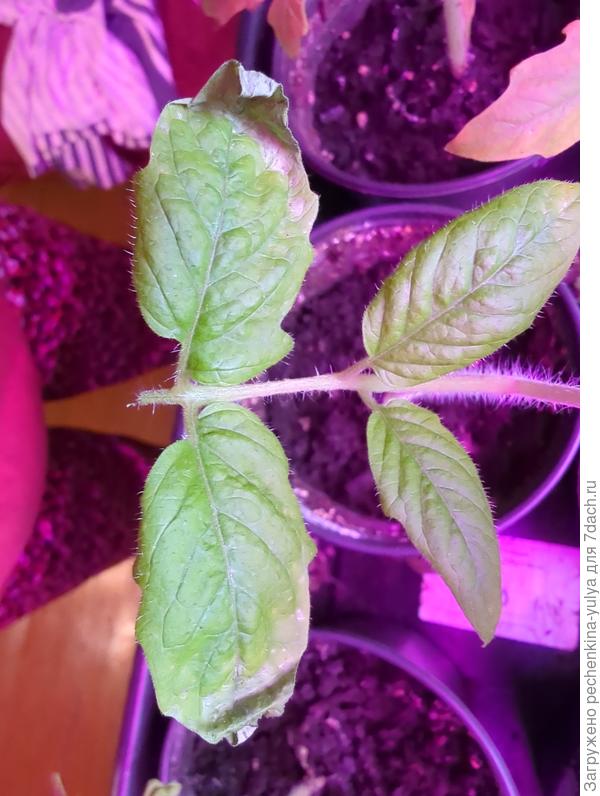 Засыхают листья