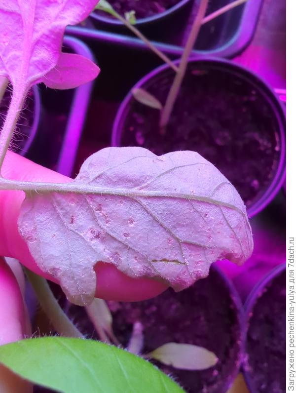 Обратная сторона листа