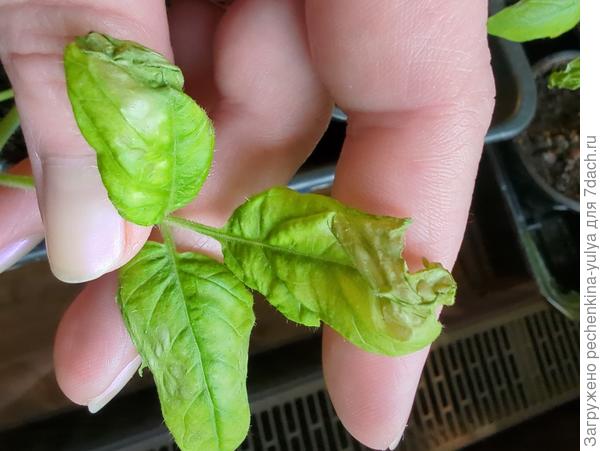 Лист истончен