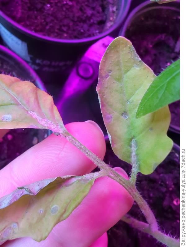 Пожелтевший засыпающий лист