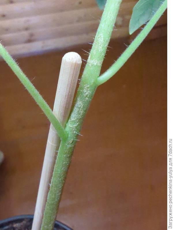 Стебель ,пока только на одном томатике такой