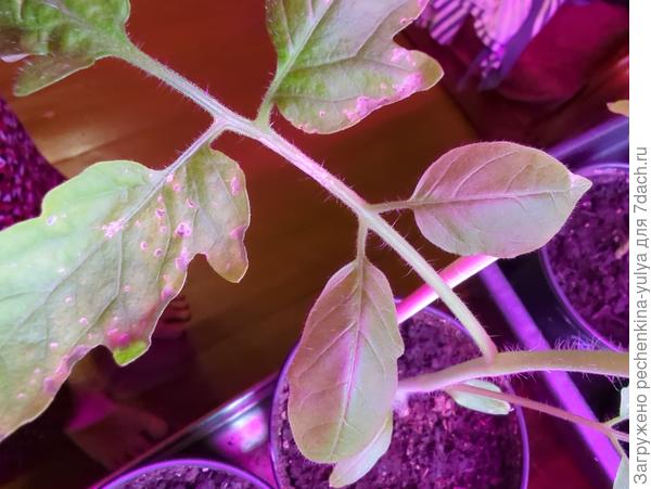 Сухие пятна на листе