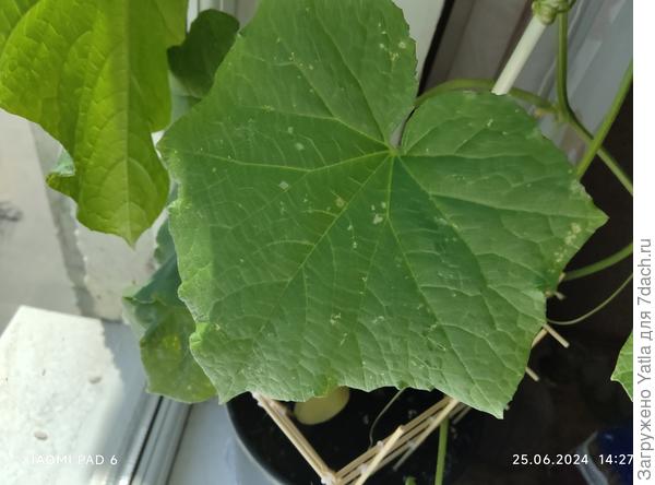 Видны следы скорее всего от вредителей