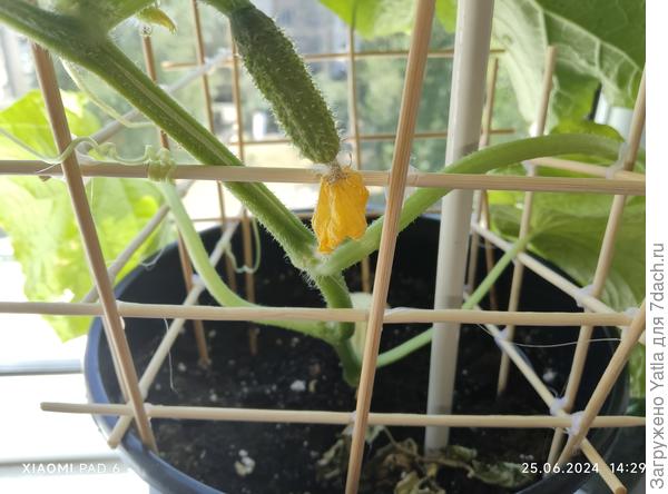 И плоды начали засыхать