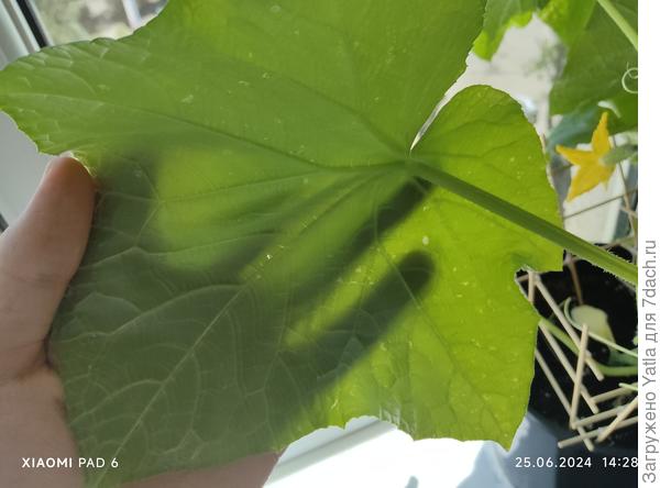 Все те же листы