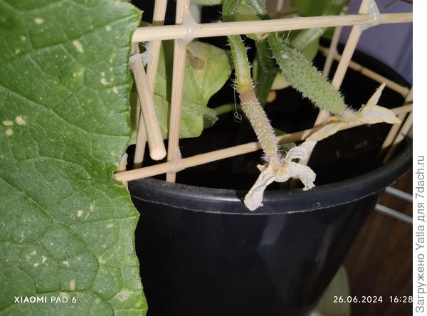 Огурец, как-то странно сохнет