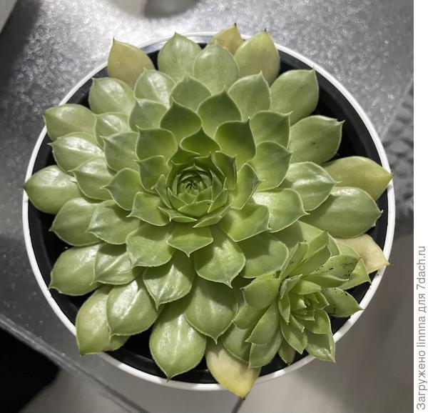 Суккулент сейчас