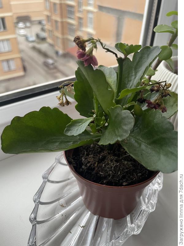 Каланхоэ сейчас