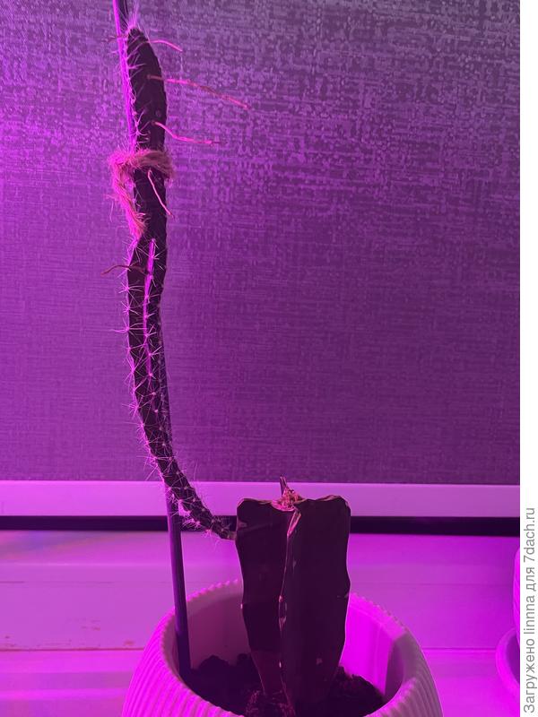 еще фото отростка