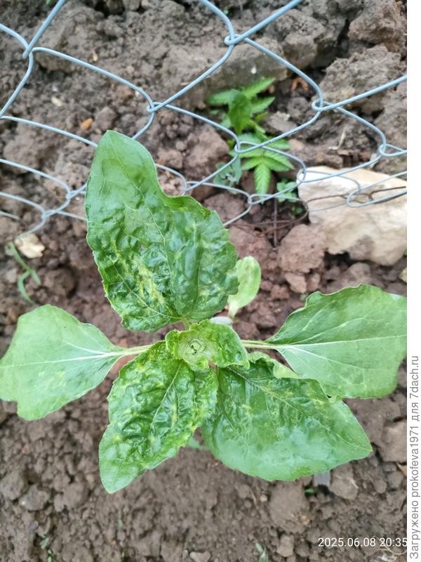 Подсолнечник