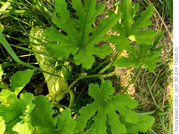 Вот завязались кабачки, а ближе к точке роста цветы даже не раскрылись и пожелтели