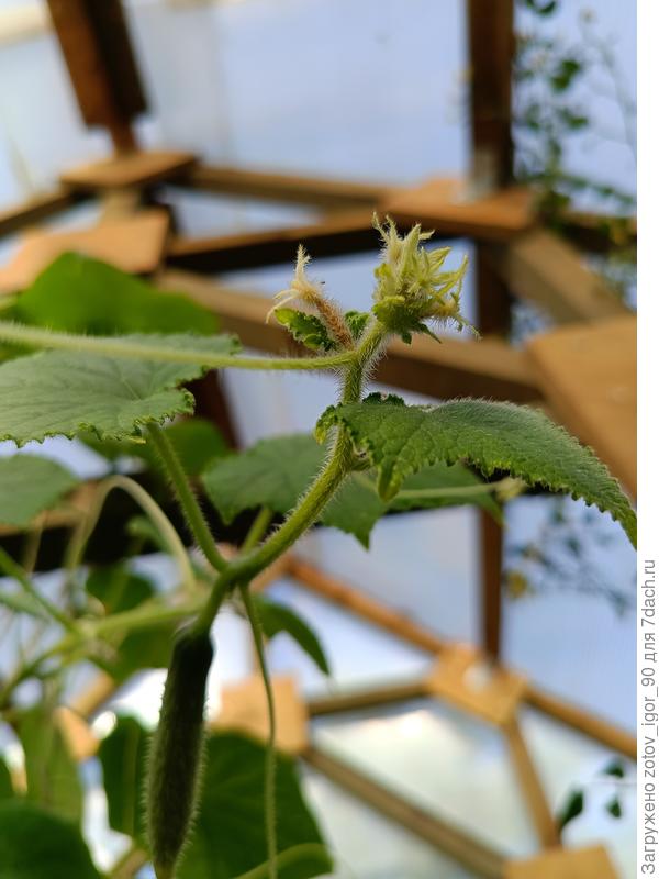 Вот такие пожелтевшие завязи у огурца, у точки роста