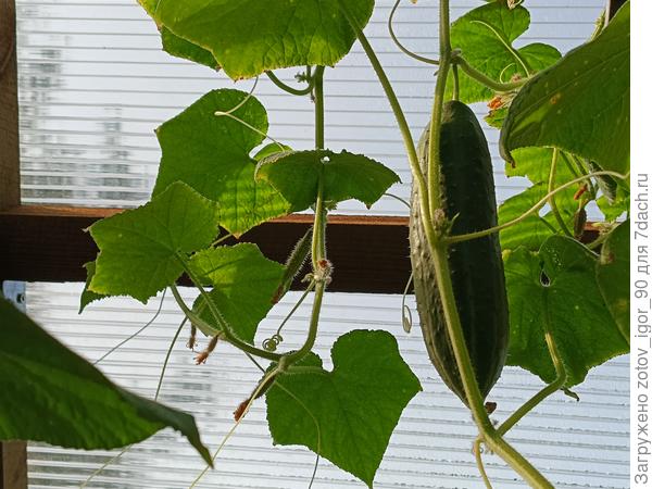 Тут конечно не очень хорошо видно, но после огурца есть несколько здоровых женских цветков, а ближе к точке роста уже желтые