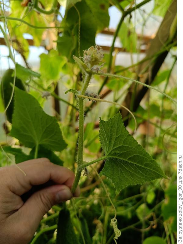 Тут уже погибшие цветки