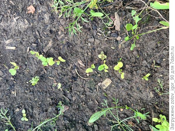 Хоть я и получил какой-то урожай с этих грядок благодаря удобрениям, но сама земля то не &quot;оздоровилась&quot;