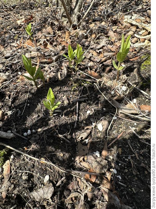 Сорняк в массе