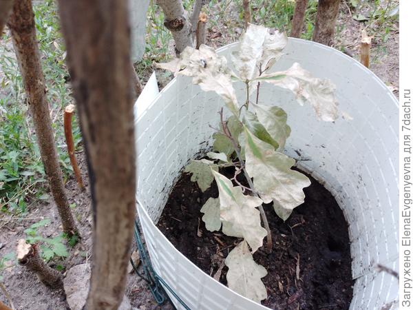 Вот такой он сейчас