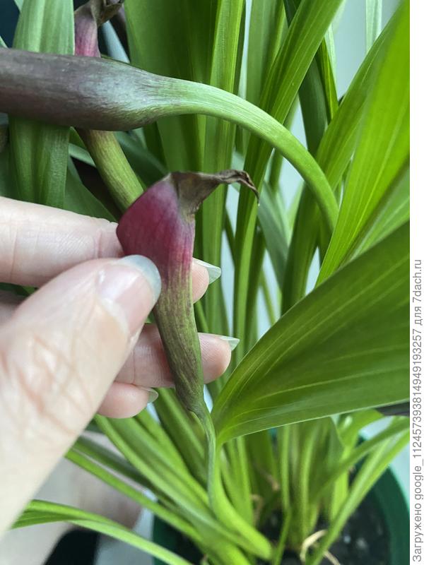 Калла почернела