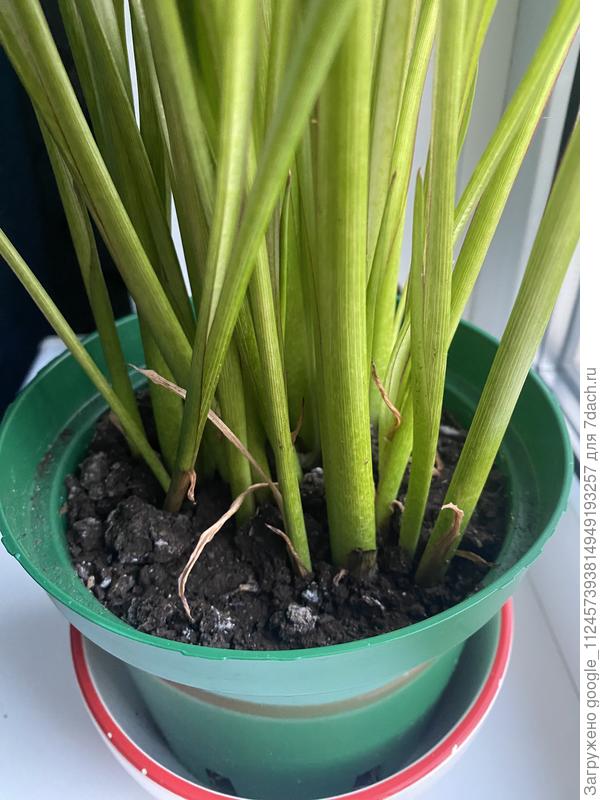 Листья пожелтели