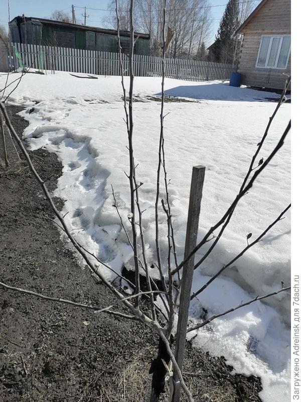 саженец яблони