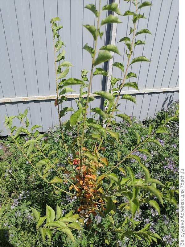 Саженец сливы