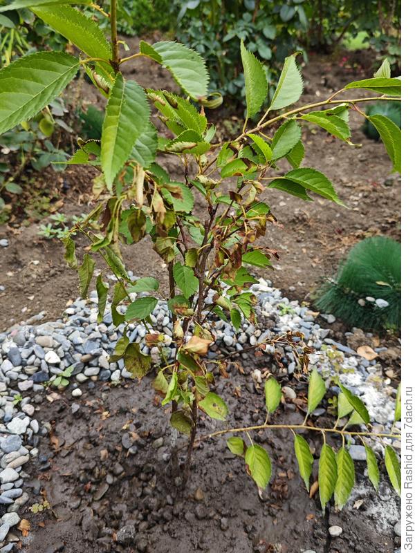 Здравствуйте, последние несколько дней, сакура начала сохнуть, хотя я поливаю во время, может ли сильная жара сказаться?