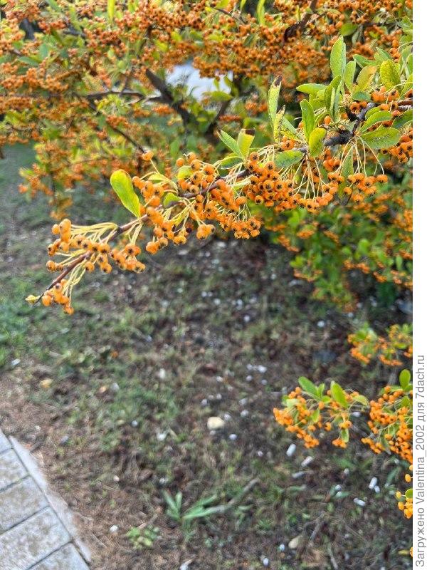 Что за кустарник?