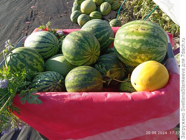 Сбор арбузов
