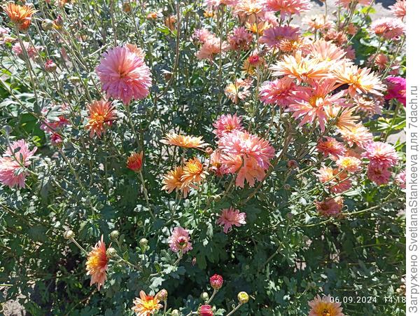 Хризантемы