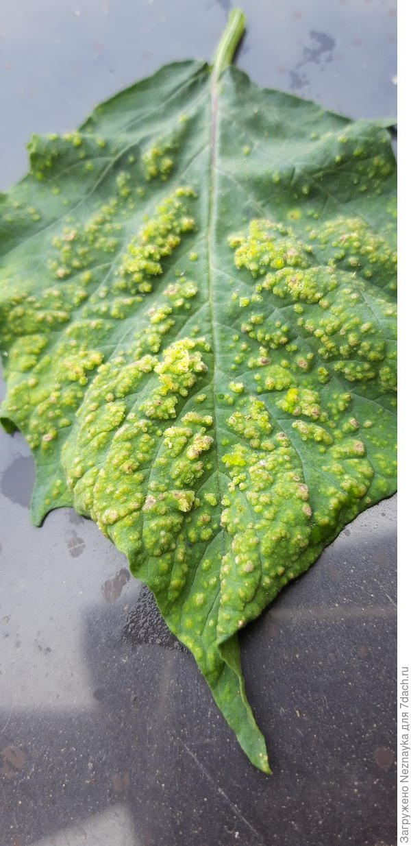 Лист физалиса