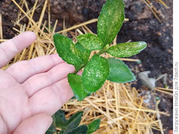 Накушка пациента