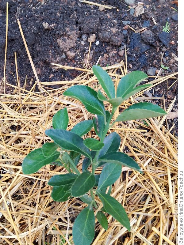 Здоровый сосед