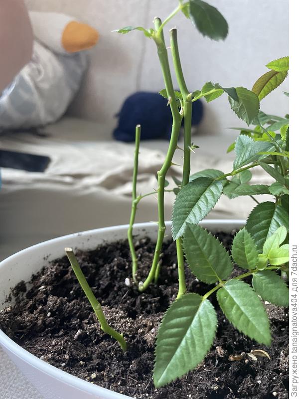 Пустой стебель