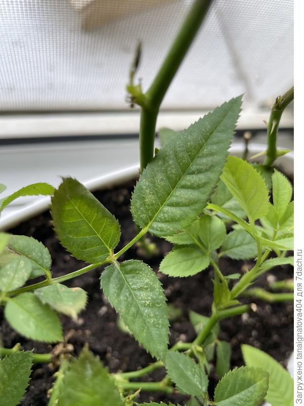 Налет на листьях