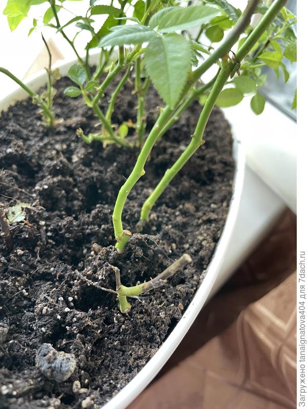 Стебли розы