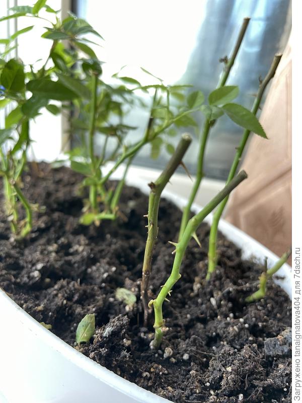 Стебли розы