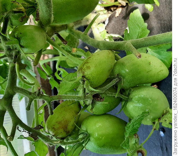 Такие повреждённые помидоры только на самой нижней кисти и только на одном кусте, все остальные здоровые. Всё же вредители?