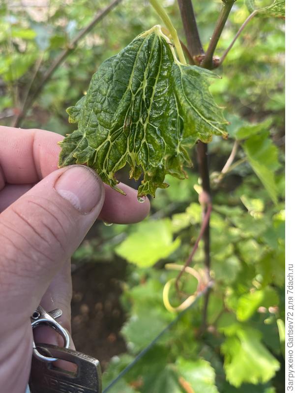 Которые «выросли» - вот так сохнут