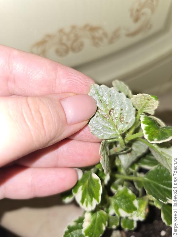 Мята вариегатная