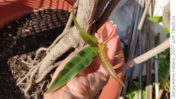 Неизвестное мне дерево (макушка ветки)