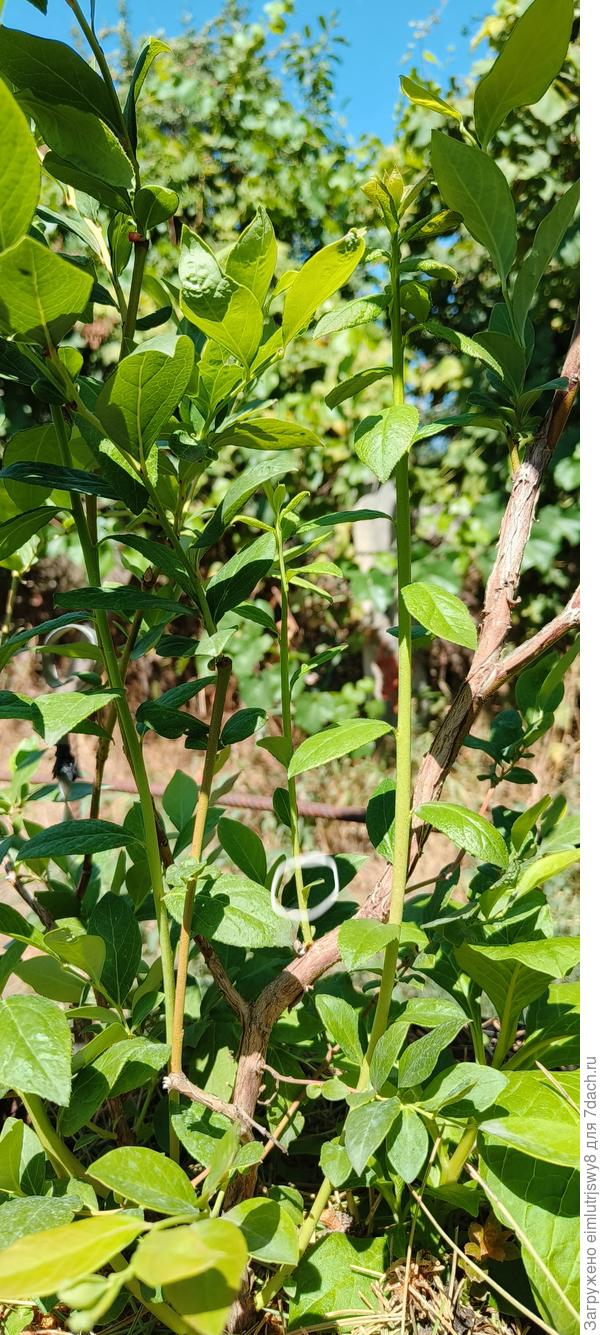 другая ветка