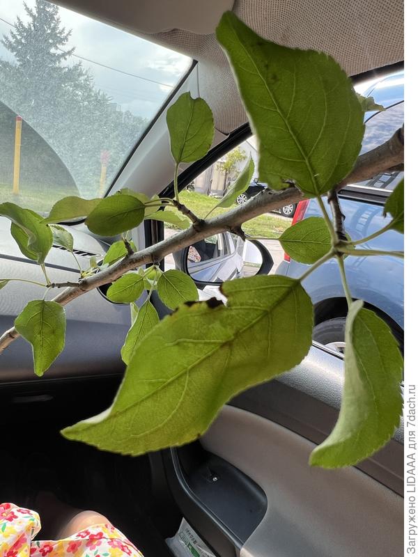 Лист яблони