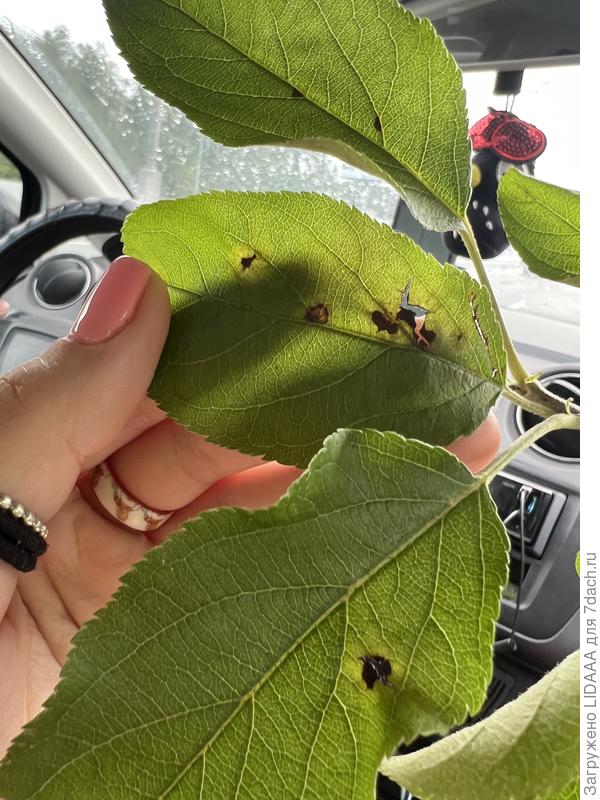 Лист яблони